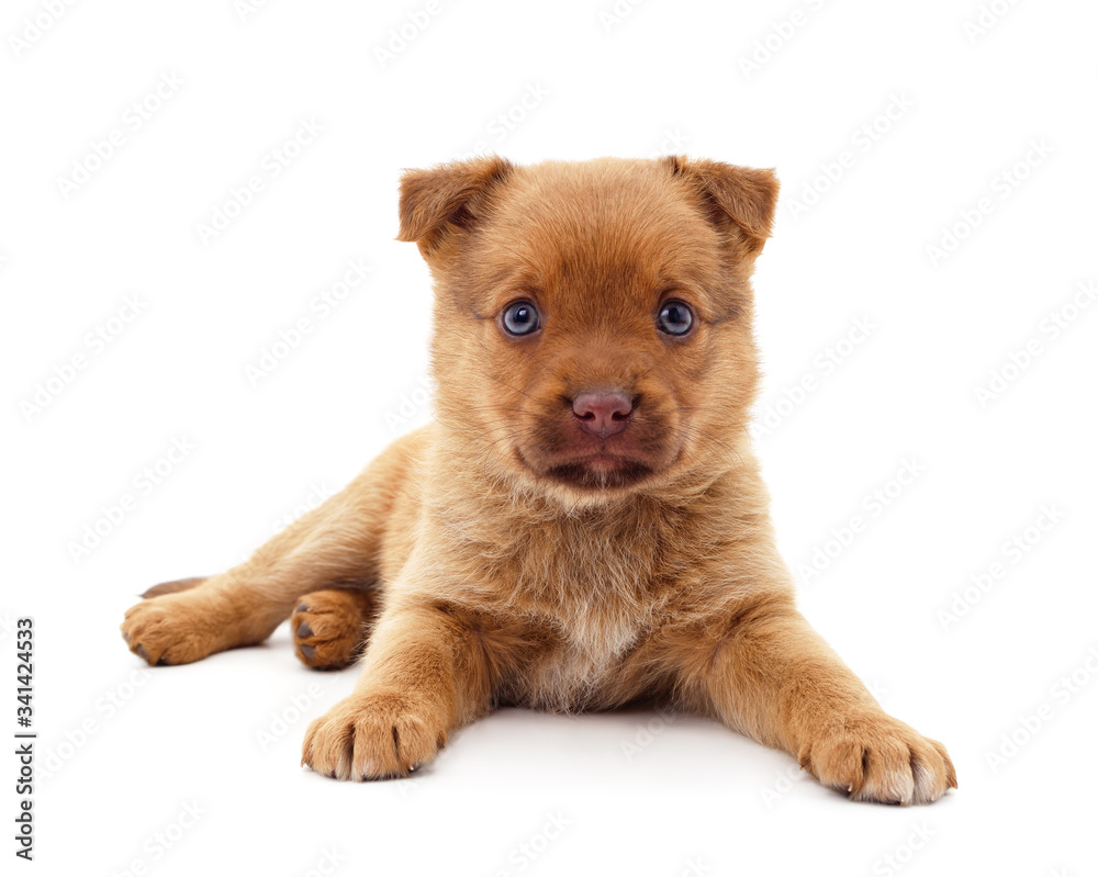 Obraz premium One little dog.