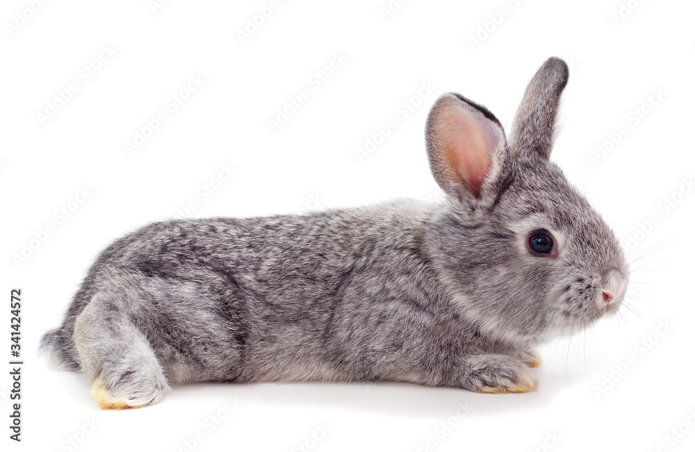 Naklejka premium One gray rabbit.