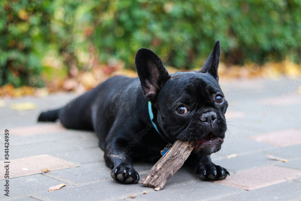 black bulldog with a stick on the cobblestones in the park on a background of green bushes
