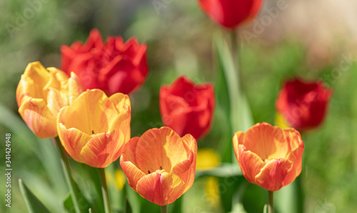 Tulips Flower Heads Color. Nature. Garden. Spring