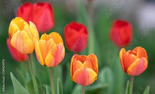 Tulips Flower. Heads. Color. Nature. Garden. Spring