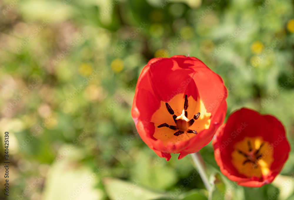 Tulips. Flower. Red. Color. Nature. Garden. Spring Tulips. Flower. Red. Color. Nature. Garden. Spring