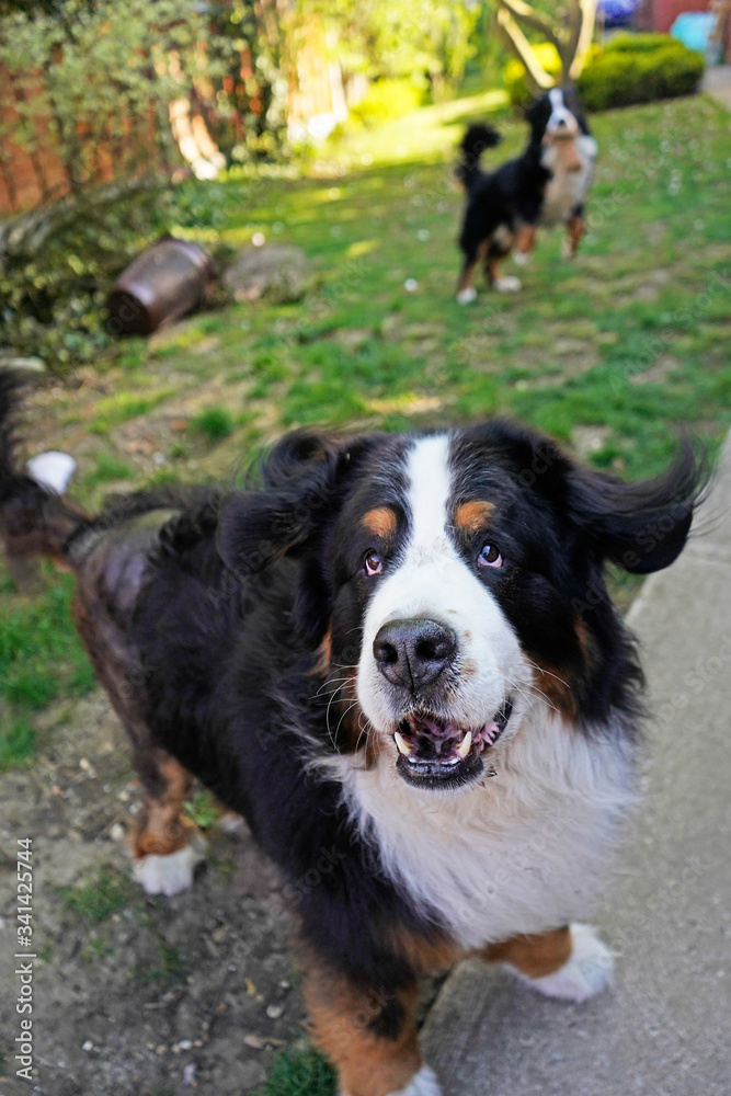 Two Bernese Mountain Dogs playing in the garden 