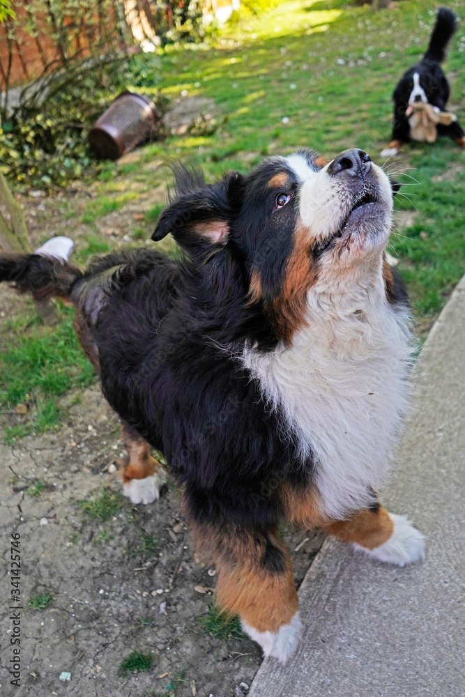 Two Bernese Mountain Dogs playing in the back yard, one in front and the second in the background