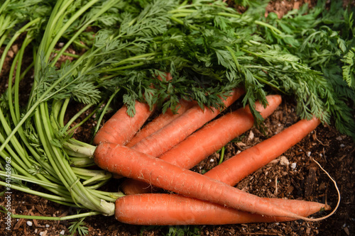 A close up of freshly picked carrots with their green tops attached. 
