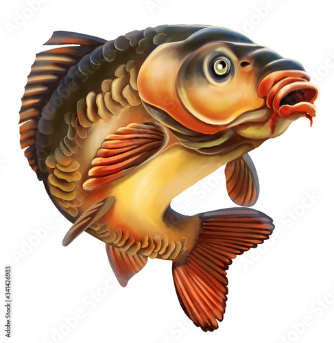 Foto Mirror Carp Illustration. Isolated on white background.