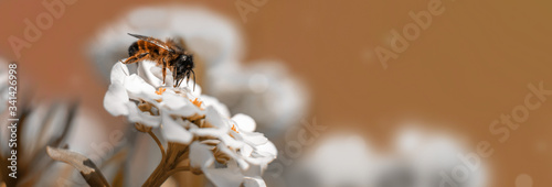 Die rotpelzige Sandbiene als Wildbiene sitzt auf weißen Blüten der Schleifenblume photo