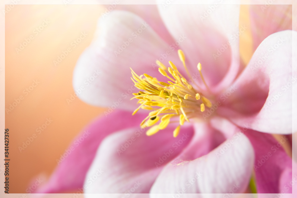 Yellow stamens on a closeup of a pink Columbine flower.