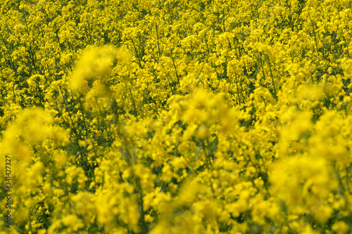 Gelbes Blütenmeer und unscharfer Vordergrund mit bildfüllender Ansicht von Rapsfeld - Stockfoto