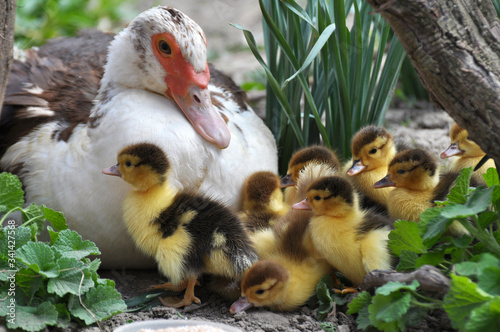 A female muscovy duck (Cairina moschata) with her young brood. © orestligetka