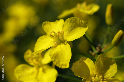 Gelbe Rapsblüte - Stockfoto