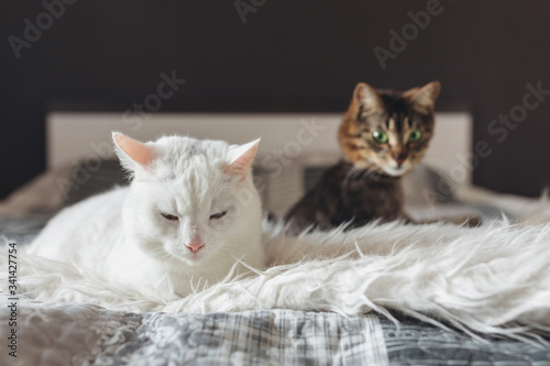 Two cats rest in the bedroom with dark background. White and tabby brown cat