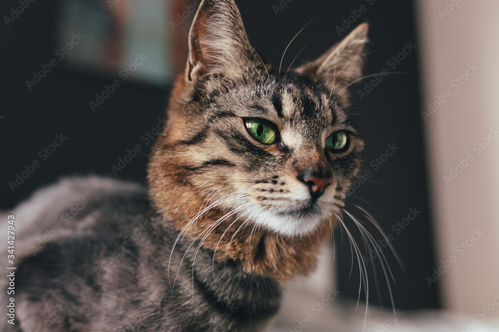 A beautiful brown tabby cat with green eyes and red nose on dark background. Close-up