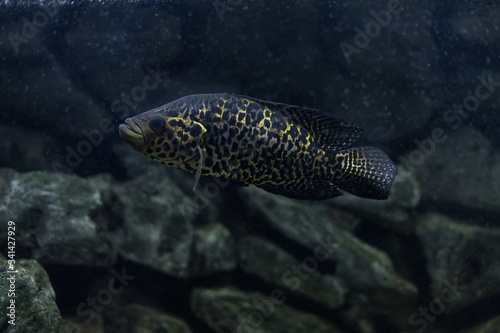 Cichlasoma managuense, parachromis. Jaguar fish. A large, predatory, very beautiful cichlid. Home aquarium. Aquarium fish. photo