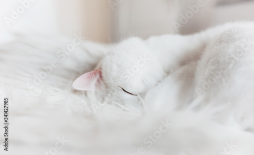 Cute little white kitten sleeps on fur white blanket. Close-up. Copy space
