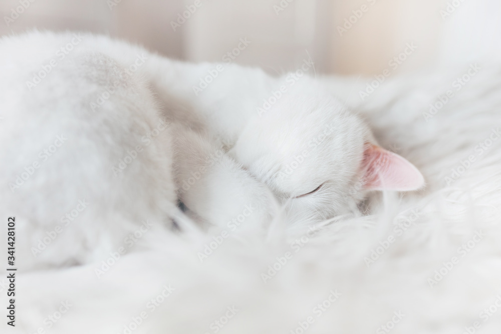Cute little white kitten sleeps on fur white blanket. Close-up. Home pets Cute little white kitten sleeps on fur white blanket. Close-up. Home pets
