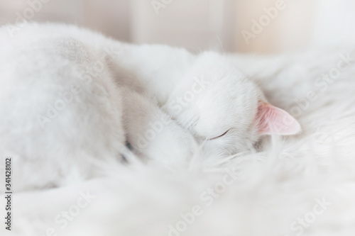 Cute little white kitten sleeps on fur white blanket. Close-up. Home pets