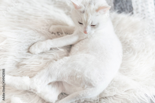 A cute white cat lying on a white fur blanket in a bed