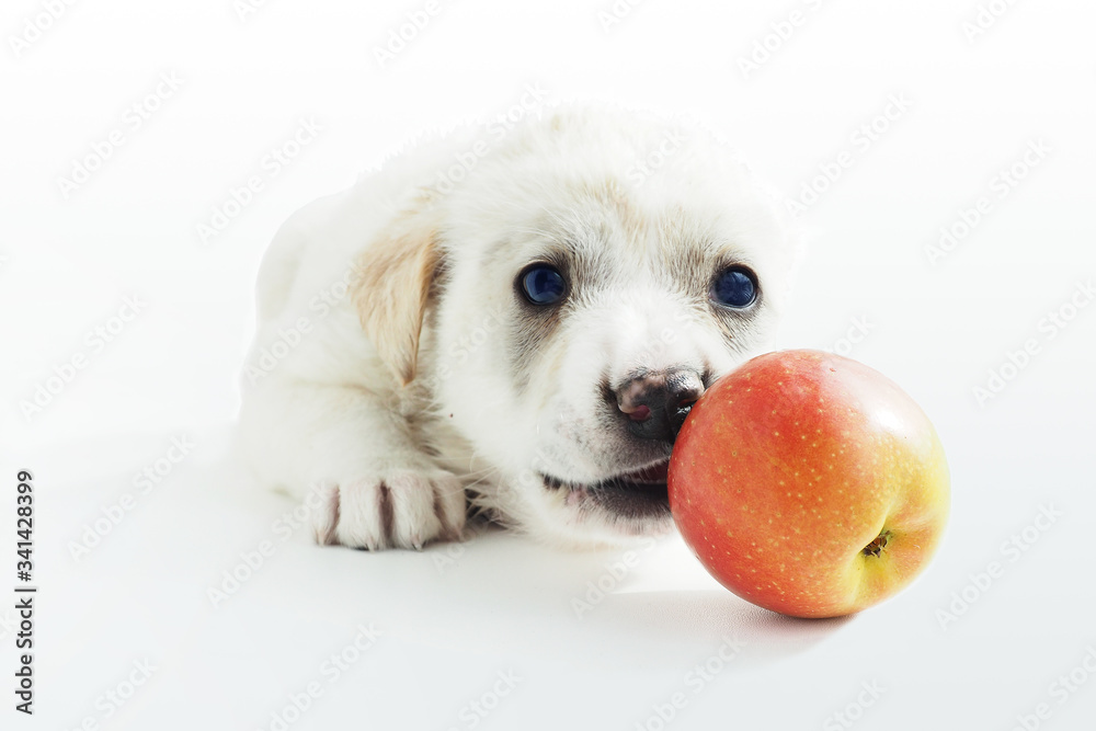 white puppy is lying on the windowsill playing with the Apple and bites it. white puppy is lying on the windowsill playing with the Apple and bites it.