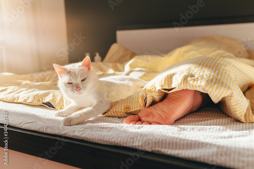 Fototapeta Naklejka Na Ścianę i Meble -  Morning wake up with a white sleepy cat lying near a sleepig man in a bed with yellow striped blanket. Sunny bedroom