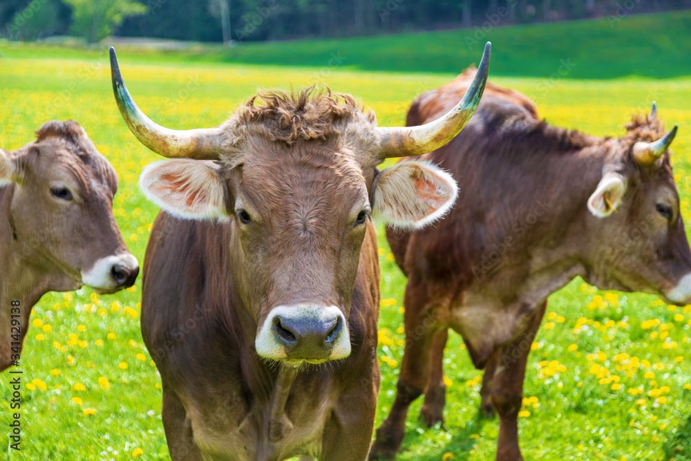 Kuh - Allgäu - Hörner - stolz - Vieh Kuh - Allgäu - Hörner - stolz - Vieh