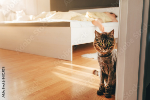 A brown sheared cat is sitting at the door and waiting for family in the morning. Sunny bedroom. Wake up. Copy space for text