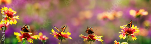 bright natural panoramic background with butterflies sit in a row on flowers ...