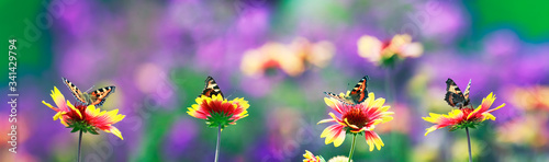 natural panoramic background with butterflies sitting in a row on flowers in ...