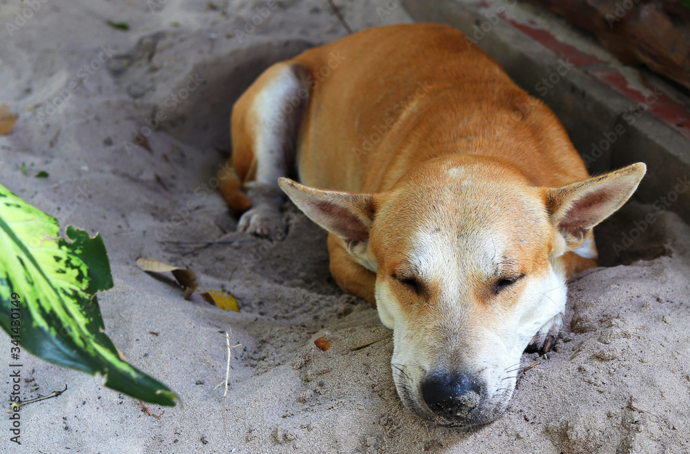 a lone dog sleeps on the sand