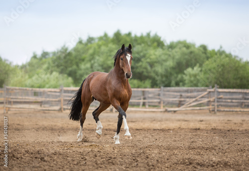 Brown stallion plays in levada photo