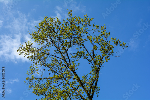 A Tree top in spring, with fresh green shoots