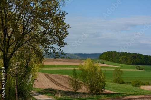Green landscape with trees and field and blue sky
