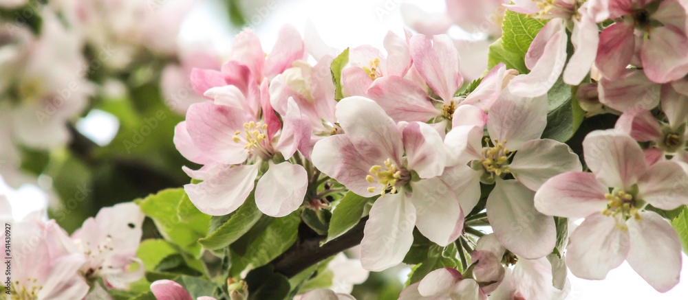 Fototapeta premium Apfelbaumblüten