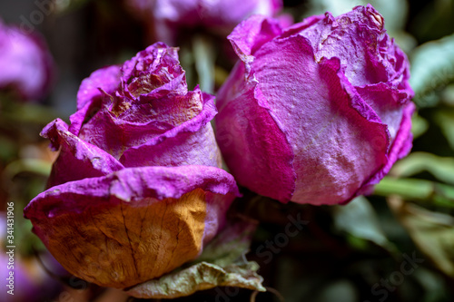 two flowers, dry buds of pink roses, with leaves close-up