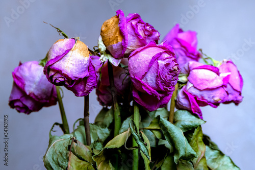 Bouquet of dry pink roses, with dry leaves close-up