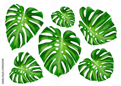 Monstera Deliciosa plant leaf from tropical forests isolated on white background. Can be used for greeting cards  flyers  invitations  web design  to everything. 