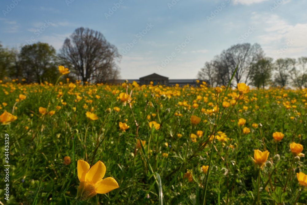 Feld mit gelben Butterblumen ( buttercup ) . Im Hintergrund das Naturkunde Museum dass von heimischen Bäumen umgeben ist,  Blumen im Focus, im oberen Schloss Garten in Stuttgart