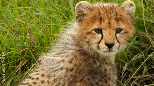 A cheetah cub poses for the camera in the Masai Mara