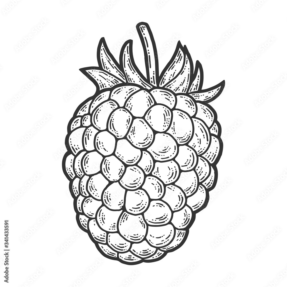 Raspberry, isolated berry. Scratch board imitation. Engraving raster illustration Raspberry, isolated berry. Scratch board imitation. Engraving raster illustration