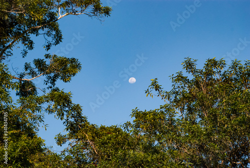 Moon coming up over the trees of the jungle in Belize
