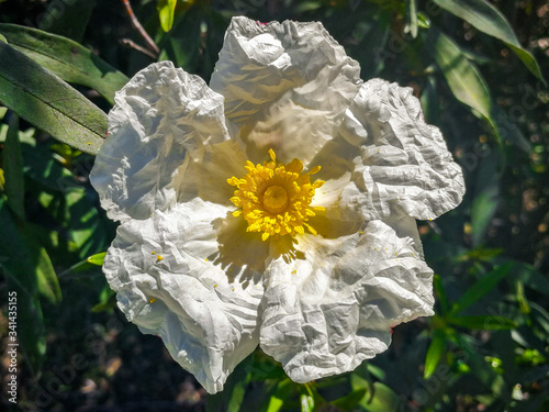 flor de jara mediterránea abierta al sol