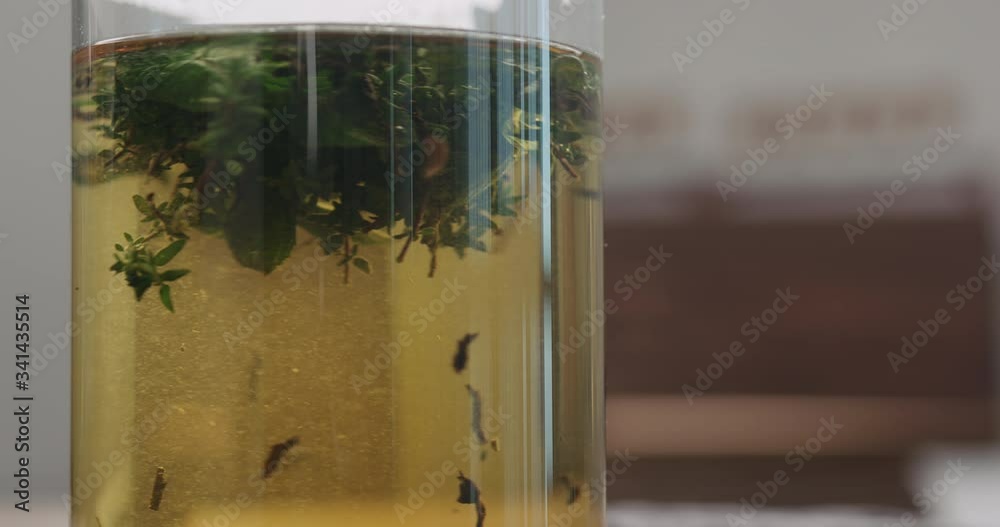Slow motion brewing black tea with thyme and mint in beaker glass closeup Slow motion brewing black tea with thyme and mint in beaker glass closeup