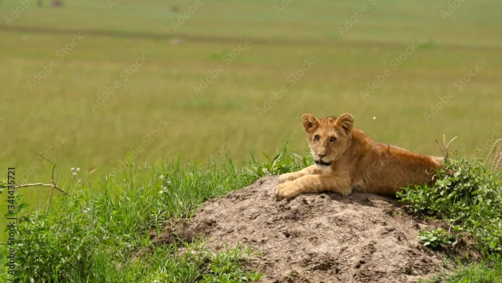 A lion cub rests on a termite mound in the Masai Mara A lion cub rests on a termite mound in the Masai Mara