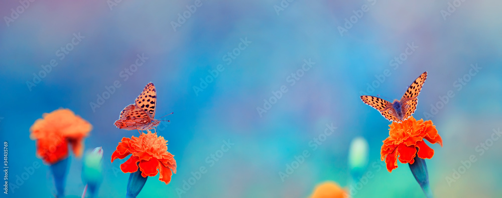 natural panoramic background with two bright orange butterflies they sit on flowers in soft colors