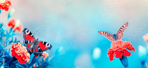 natural panoramic background with two bright orange butterflies they sit on f...
