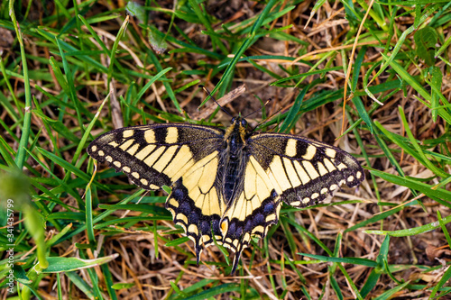 Schmetterling - Schwalbenschwanz - gelb - Falter - Flügel