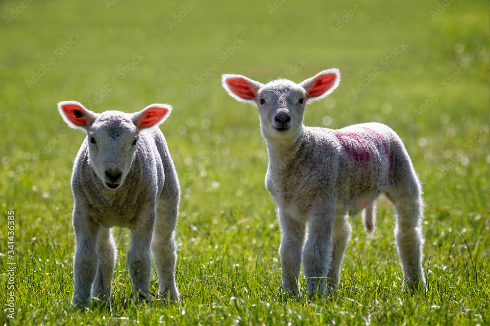 Close up of pair of cute new born lambs in field backlit with glowing pink ears Close up of pair of cute new born lambs in field backlit with glowing pink ears