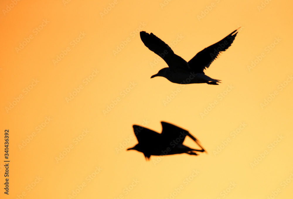 Fototapeta premium Silhouette of Heuglins gulls in flight during morning hours