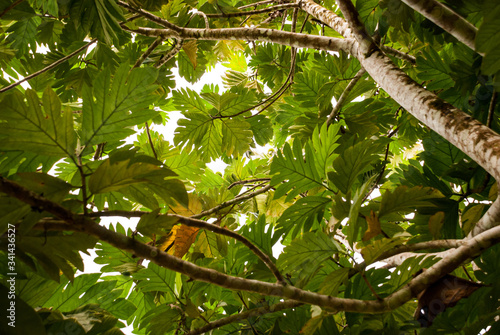 Looking up at a canopy of Breadfruit tree leaves backlit by the sun