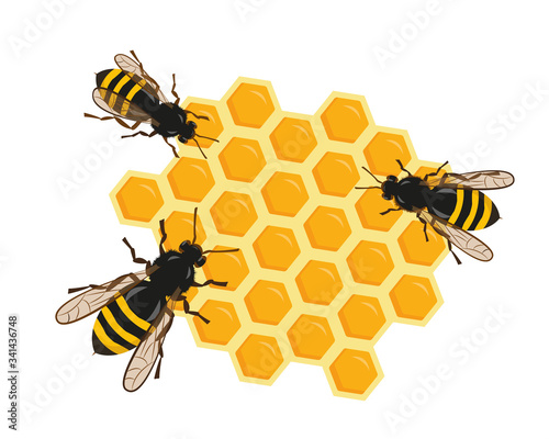 Fototapeta Naklejka Na Ścianę i Meble -  Three bees on honeycombs vector illustration